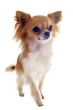 walking chihuahua