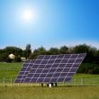 solar plants in the field