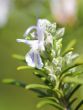 Rosemary in flower