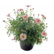 pink daisies