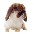 Lop Rabbit