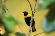 canary 