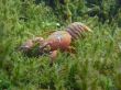 crayfish in the seagrass