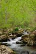 Forest spring