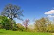 Spring in park