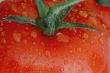 Tomato with Drops