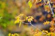 Autumn leaves