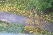 Autumn leaves