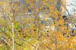 Autumn leaves