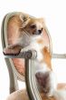 chihuahua on antique chair