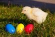 Small chicken with colorful Easter eggs