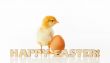 Newborn chicken with yellow egg