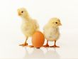 Two newborn chickens with egg