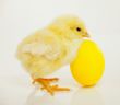 Newborn chicken with yellow egg