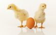 Two newborn chickens with egg