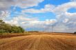Summer landscape with field and sky