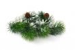 Conifer branch with cones