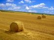  harvest