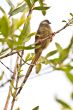 Beautilful long tailed bird on a tree