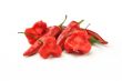 Red hot pepper