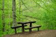 Bench in forest