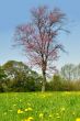 Spring dandelions