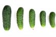 five ripe cucumber