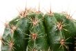 cactus with spines