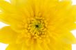 yellow chrysanthemum