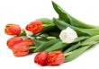 bouquet of red tulips