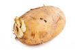 potato sprouts