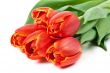 bouquet of red tulips