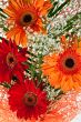fresh gerbera flower