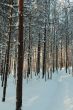 winter forest