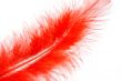 red feather of a bird