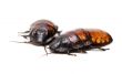 two Madagascar cockroaches