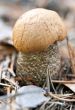 edible mushroom