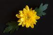 yellow chrysanthemum