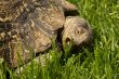 A turtle eating grass
