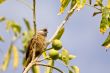 Speckled Mousebird