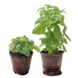 basil in pots isolated