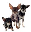 three chihuahuas