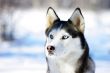 close-up portrait of Chukchi husky breed dog on winter backgroun