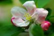 blossom apple tree. Apple flowers close-up. 