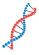 DNA model on white background