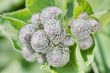 Burdock 