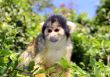 Black-capped squirrel monkey