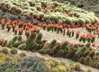 different cactuses in open space