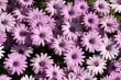 light purple garden chrysanthemums