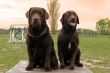 two labrador retriever